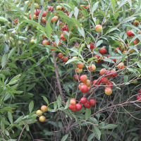 李子苗，鈣果、花椒苗