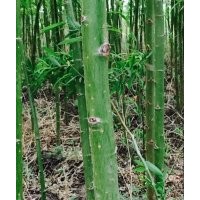 供應(yīng)：大量柳樹、國槐苗、杏樹苗、核桃苗等綠化苗