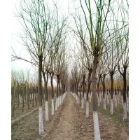 出售各種綠化苗木