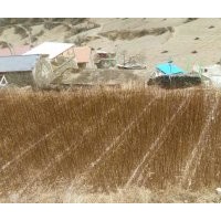 出售高山柳苗，價格面議，質(zhì)量保證