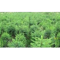 云杉大量低價出售規(guī)格齊全