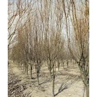 天佑綠化苗木合作社