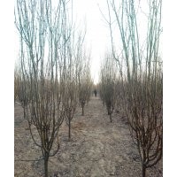 天佑綠化苗木合作社