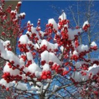 供應(yīng)北美冬青苗