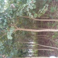 大量供應(yīng)宮粉紫荊