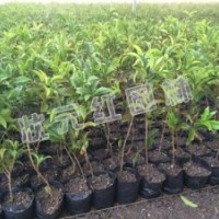 供應(yīng)枇杷、海棠、紅葉石楠