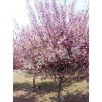 供應(yīng)海棠、丹桂