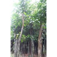 福建水果樹(shù)基地 漳州芒果樹(shù)批發(fā)