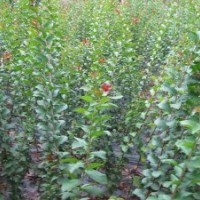 紫薇樹苗批發(fā)，紫薇樹苗價(jià)格，上海虹碩苗木種植基地