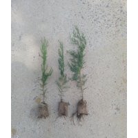 供應20∽80工分側柏黑松苗