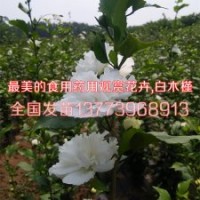 2016新上白花木槿苗價格白花藥用木槿花苗