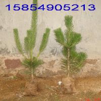 供應40公分黑松苗 1米黑松苗