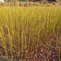 供應(yīng)檫木苗