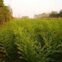 出售國槐苗/杜梨苗