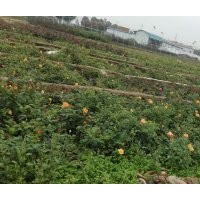 南陽(yáng)珍奇月季大量供應(yīng)月季袋裝苗