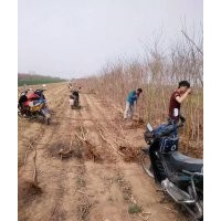 低價(jià)供應(yīng)：五角楓，元寶楓，五角楓苗，元寶楓苗