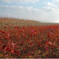 供應(yīng)1-3公分美國(guó)紅楓