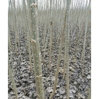 速生楊樹苗花椒苗桃樹苗泡桐冬青苗大葉女貞低價處理大量供應(yīng)