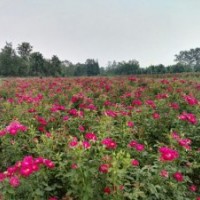 月季、月季批發(fā)、中苗供應(yīng)、就近發(fā)貨