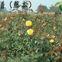 藤本月季、月季批發(fā)、中苗供應(yīng)、就近發(fā)貨