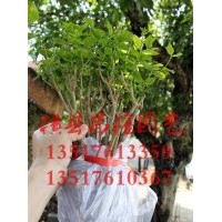 供應(yīng)山東濟(jì)南雙瓣茉莉花苗