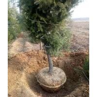 白皮松 占地白皮松價格 優(yōu)質(zhì)一級 貨源充足