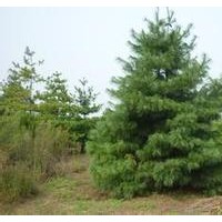 華山松 華山松價格