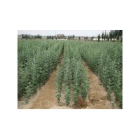 1-2公分文冠果價(jià)格 3-5公分文冠果 6公分文冠果價(jià)格