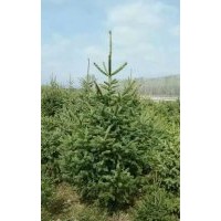 甘肅云杉青海云杉大量批發(fā)