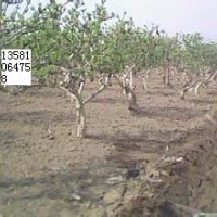 金銀花、四季花苗、枸杞苗