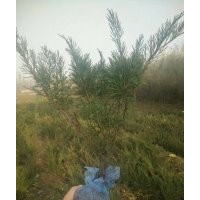 出售沙地柏?zé)o紡布營養(yǎng)杯都有規(guī)格齊全價(jià)格便宜上車快有需要的速聯(lián)