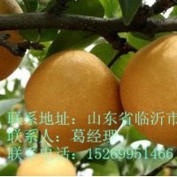 晚秋黃梨，超晚成熟的梨樹苗，梨樹苗價格，0.7到8公分梨樹苗