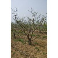 各種規(guī)格國槐 綠化苗木 果樹