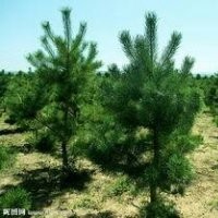 常年出售樟子松樹(shù)苗
