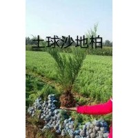 出售沙地柏?zé)o紡布營養(yǎng)杯都有規(guī)格齊全價(jià)格便宜上車快有需要的速聯(lián)