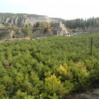 供應(yīng)大量油松，長(zhǎng)期有效！還有草繩！