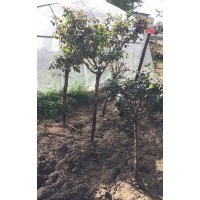 綠化月季，占地月季