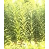 國槐苗 花椒苗 法桐苗 皂角苗 北欒 柳樹