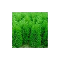 供應(yīng)皂角 國(guó)槐 五角楓 白蠟