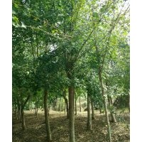 大量長期供應(yīng)各種規(guī)格叢生或單桿五角楓