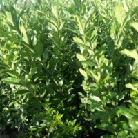 大量水蠟供應(yīng)銷售！