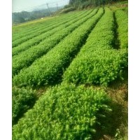 0.3杉木，0.5楓香木荷