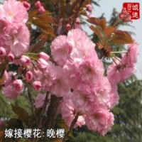 初春開(kāi)花樹(shù)苗櫻花重瓣晚櫻花小苗多種規(guī)格基地直銷(xiāo)