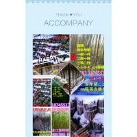 哪里有柳樹插穗樹苗黑龍江聯(lián)系李紅18745517183