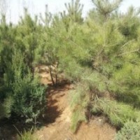 沙地柏爬地柏出售陜西沙地柏爬地柏出售陜西榆林沙地柏爬地柏出售