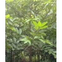 1、2、3、4、5天竺桂大量供應(yīng)