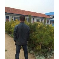 出售美人松0.2M—1.8M均有大量苗源。紅豆杉、紅景天