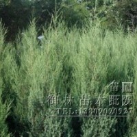 刺松，刺柏，塊柏，地柏龍柏苗圃苗木貨源充足