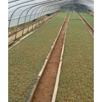 澳大利亞純種鄧恩桉樹苗