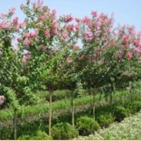 供應(yīng)泰安百日紅品種繁多